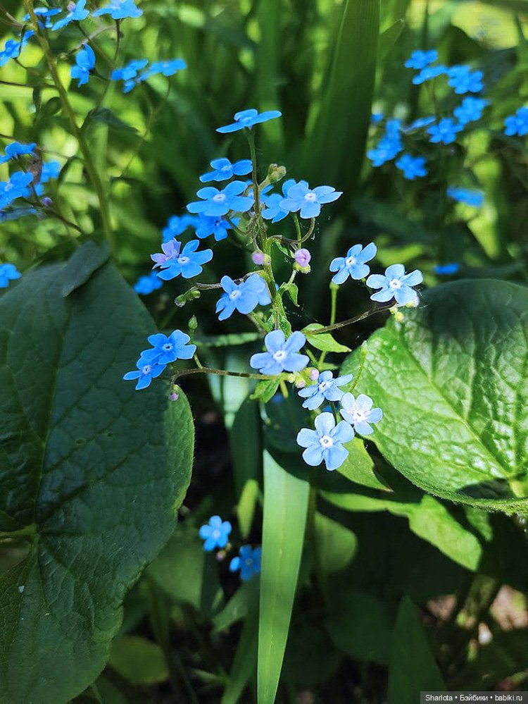 Не теряйте друзей — Куклы Kaye Wiggs (Кайе Виггс): авторские BJD (БЖД)