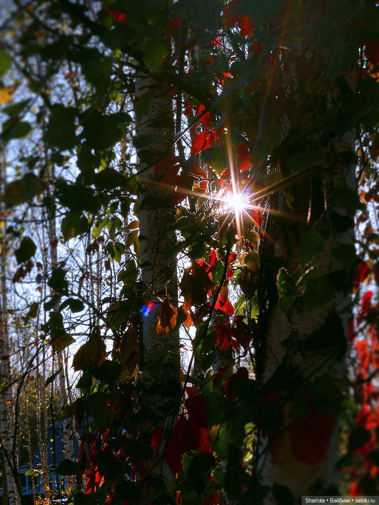 Не теряйте друзей — Куклы Kaye Wiggs (Кайе Виггс): авторские BJD (БЖД)