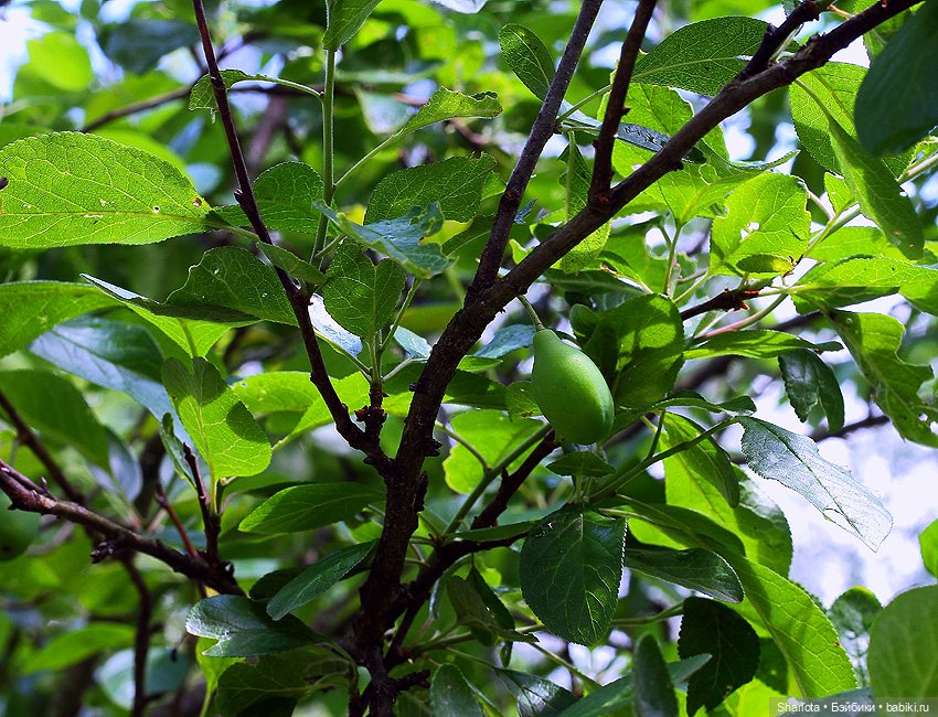 Не теряйте друзей — Куклы Kaye Wiggs (Кайе Виггс): авторские BJD (БЖД)