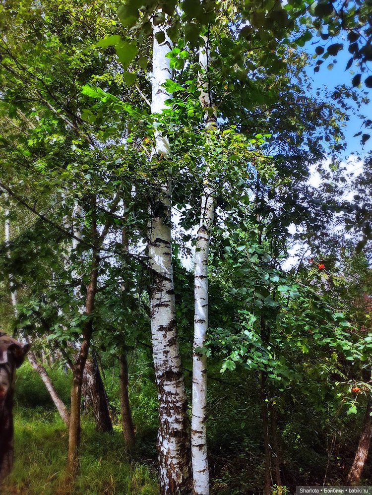 Царица полей, садов и огородов