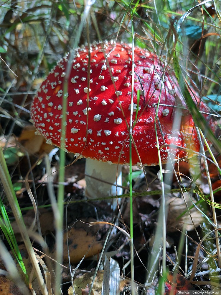 Царица полей, садов и огородов