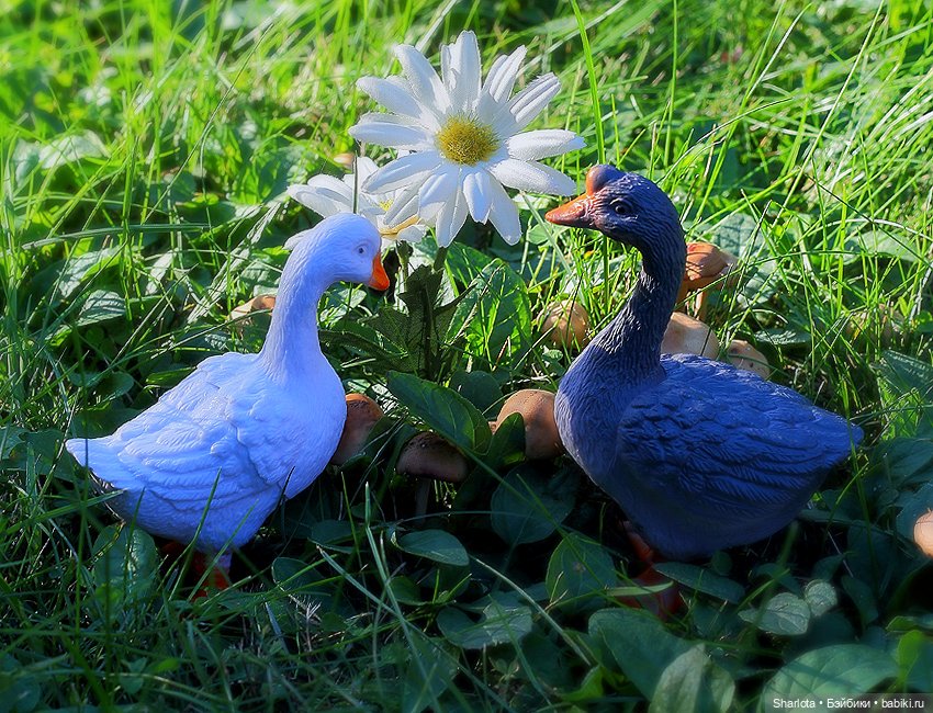 Царица полей, садов и огородов (фото 10)