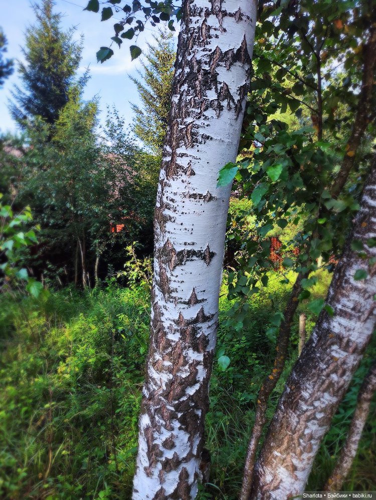 Царица полей, садов и огородов