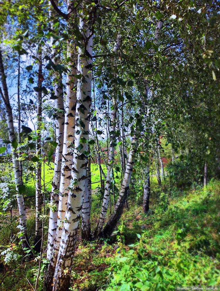 Царица полей, садов и огородов