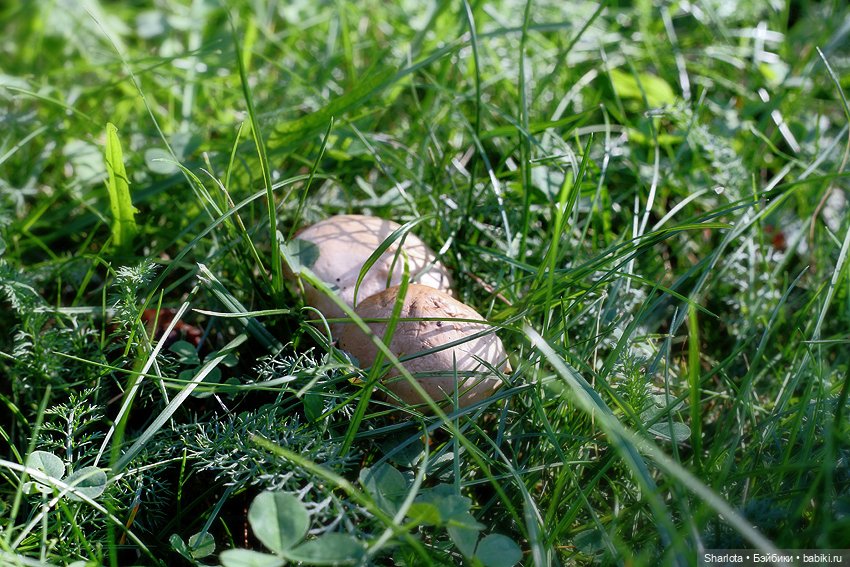 Царица полей, садов и огородов