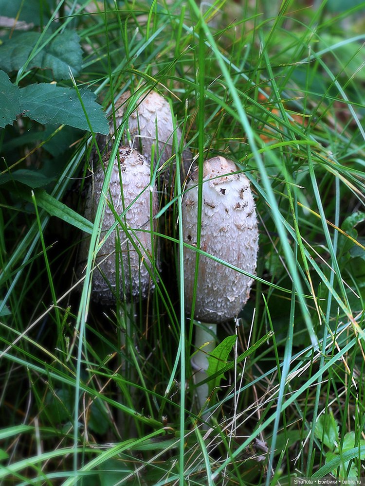 Царица полей, садов и огородов