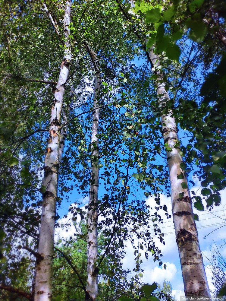 Царица полей, садов и огородов