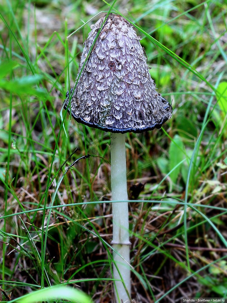 Царица полей, садов и огородов