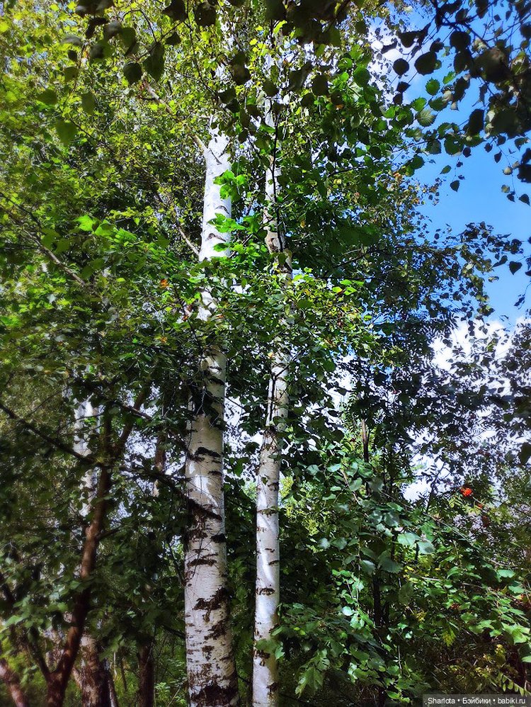 Царица полей, садов и огородов