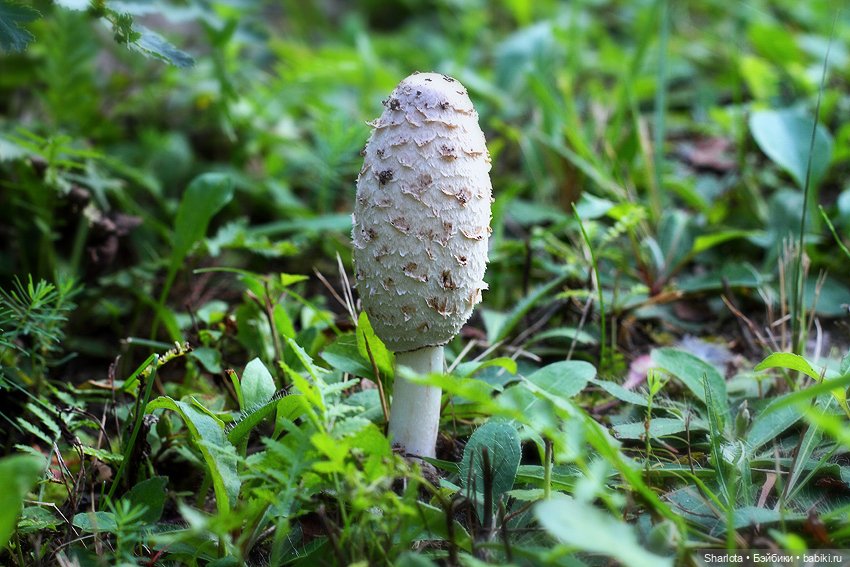 Царица полей, садов и огородов