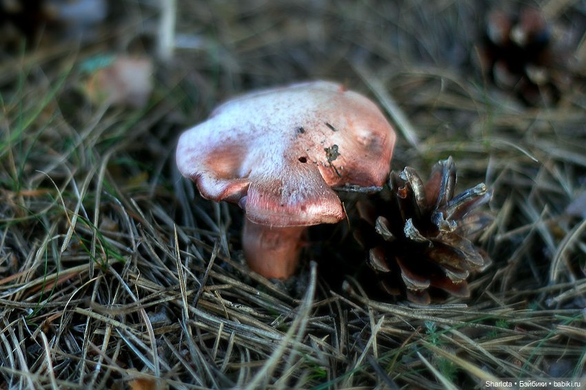 Царица полей, садов и огородов