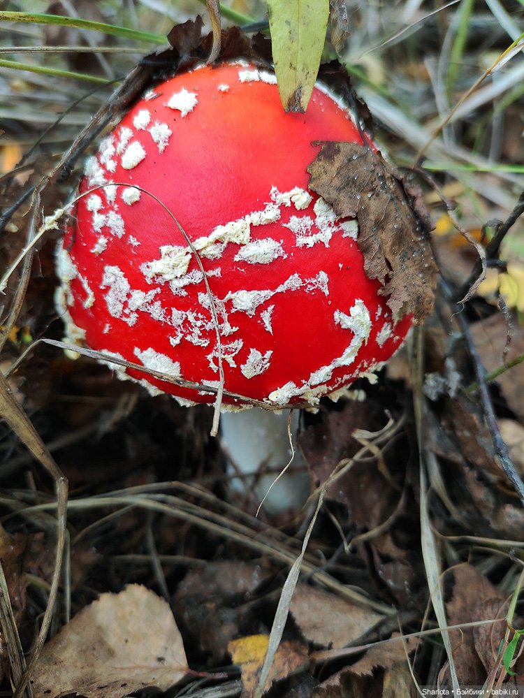 Царица полей, садов и огородов