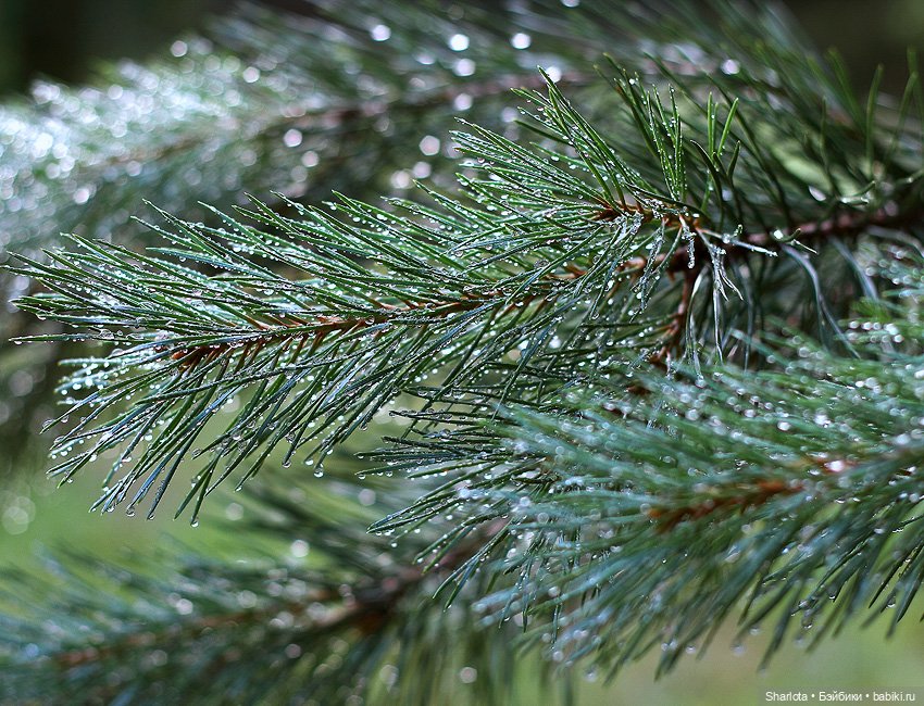 Вот и всё… — Куклы TriffonyArtWork (Татьяна Трифонова): российские BJD (БЖД)