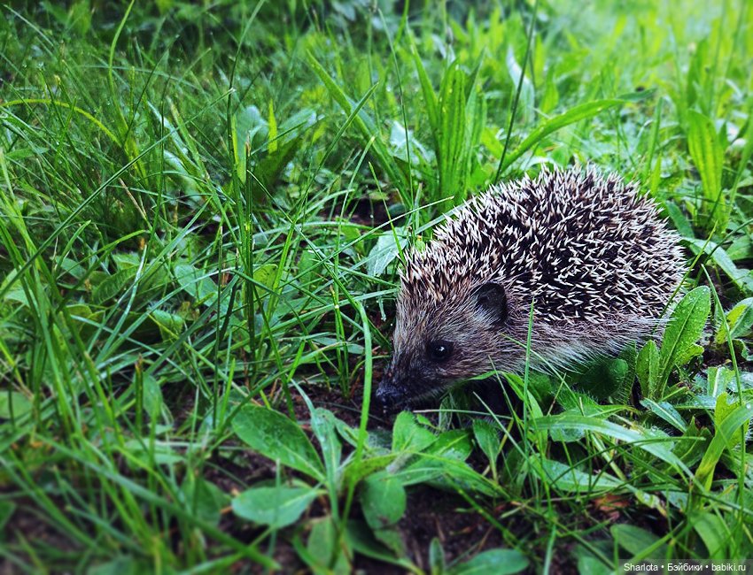 Вот и всё… — Куклы TriffonyArtWork (Татьяна Трифонова): российские BJD (БЖД)