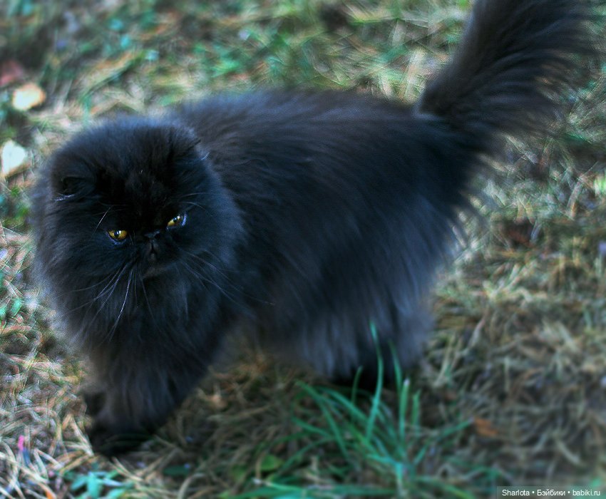 Вот и всё… — Куклы TriffonyArtWork (Татьяна Трифонова): российские BJD (БЖД)