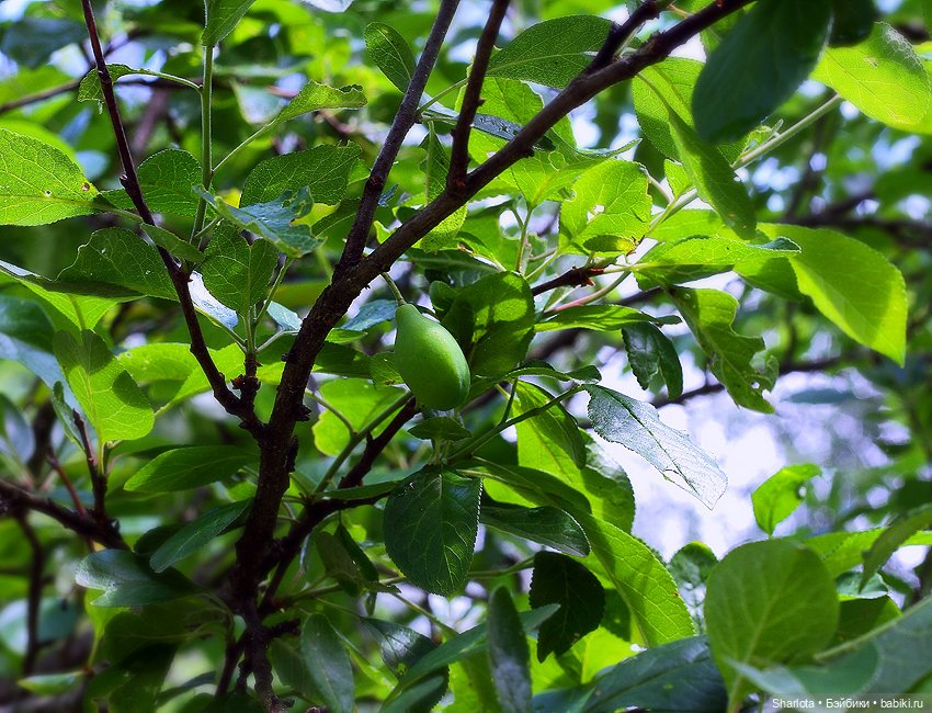 Вот и всё… — Куклы TriffonyArtWork (Татьяна Трифонова): российские BJD (БЖД)