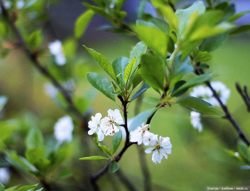 Вот и всё… — Куклы TriffonyArtWork (Татьяна Трифонова): российские BJD (БЖД)