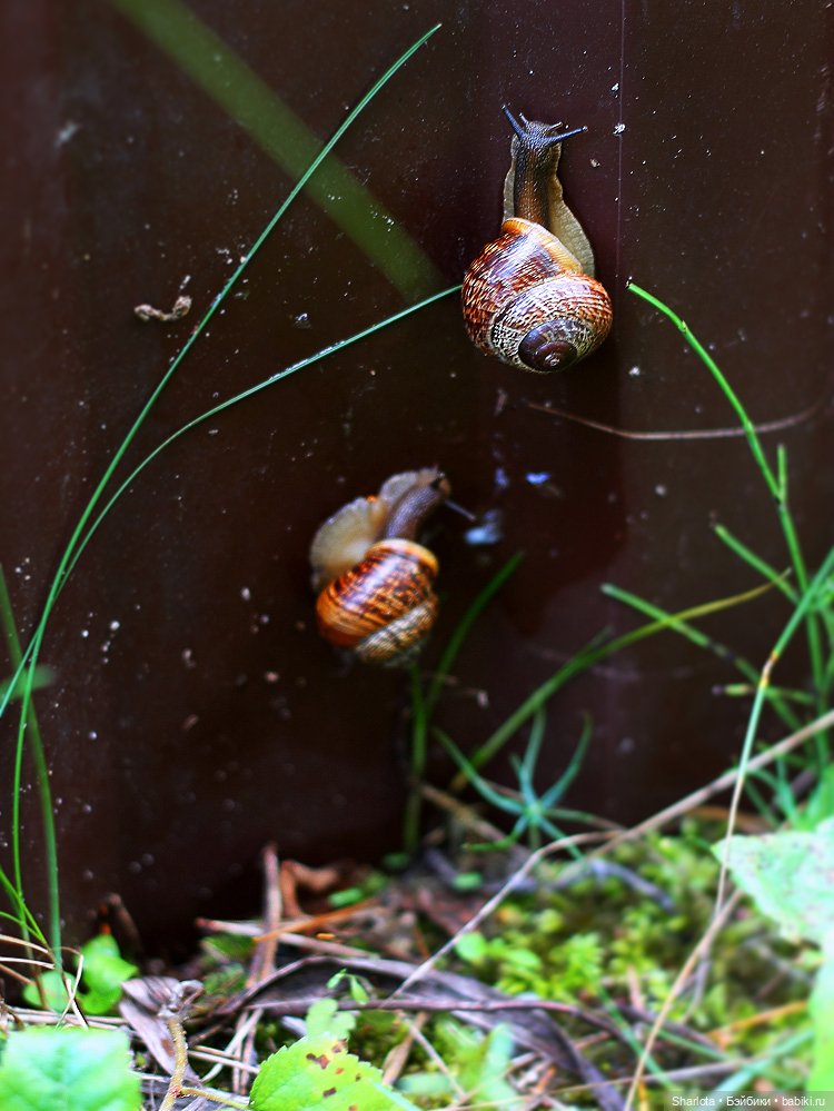 Вот и всё… — Куклы TriffonyArtWork (Татьяна Трифонова): российские BJD (БЖД)