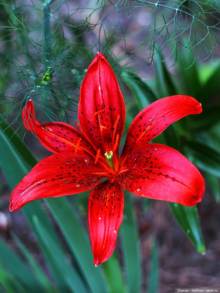 Вот и всё… — Куклы TriffonyArtWork (Татьяна Трифонова): российские BJD (БЖД)