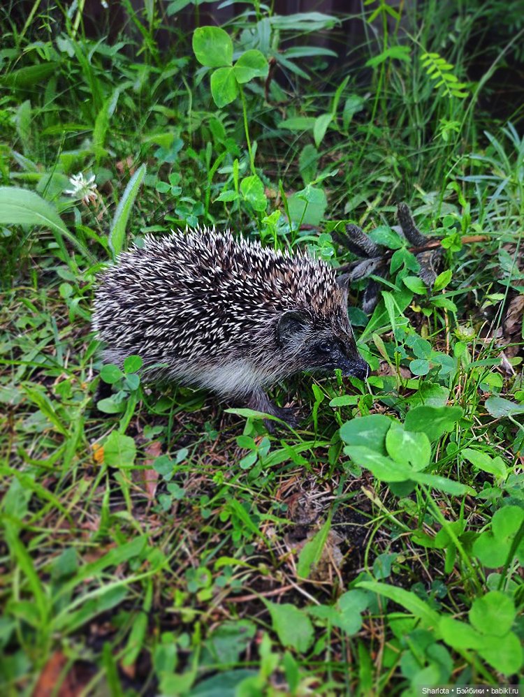 Вот и всё… — Куклы TriffonyArtWork (Татьяна Трифонова): российские BJD (БЖД)