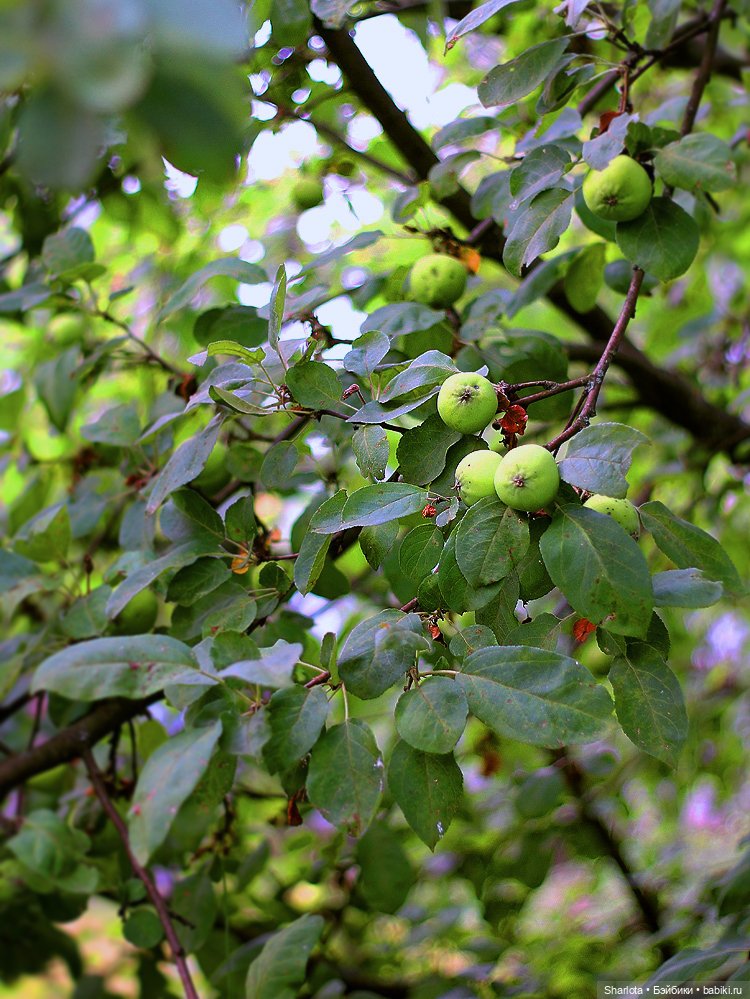 Вот и всё… — Куклы TriffonyArtWork (Татьяна Трифонова): российские BJD (БЖД)