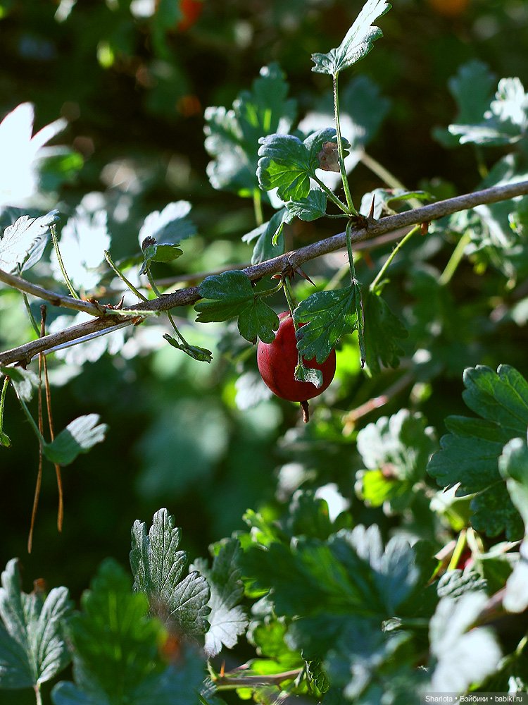 Вот и всё… — Куклы TriffonyArtWork (Татьяна Трифонова): российские BJD (БЖД)