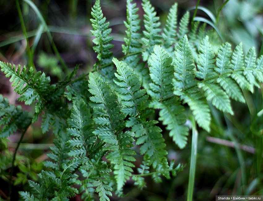 Вот и всё… — Куклы TriffonyArtWork (Татьяна Трифонова): российские BJD (БЖД)