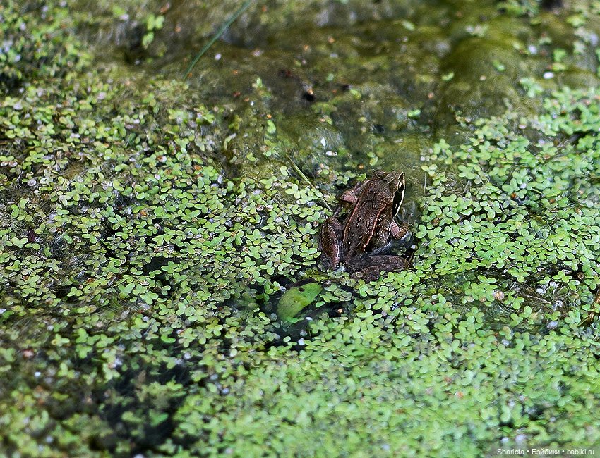 Вот и всё… — Куклы TriffonyArtWork (Татьяна Трифонова): российские BJD (БЖД)