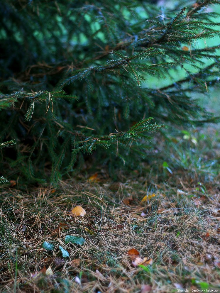 Вот и всё… — Куклы TriffonyArtWork (Татьяна Трифонова): российские BJD (БЖД)