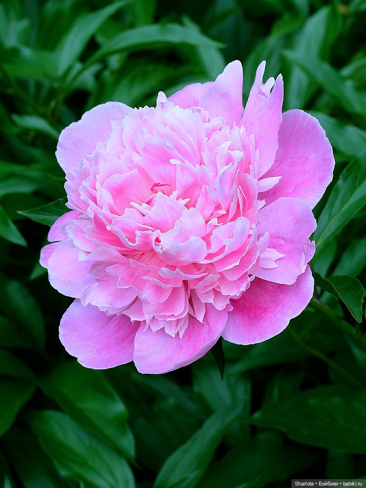 Вот и всё… — Куклы TriffonyArtWork (Татьяна Трифонова): российские BJD (БЖД) (фото 7)