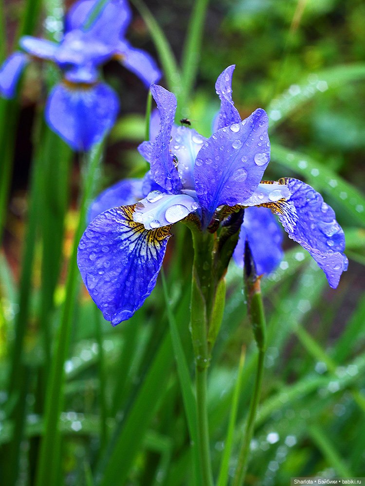 Вот и всё… — Куклы TriffonyArtWork (Татьяна Трифонова): российские BJD (БЖД)