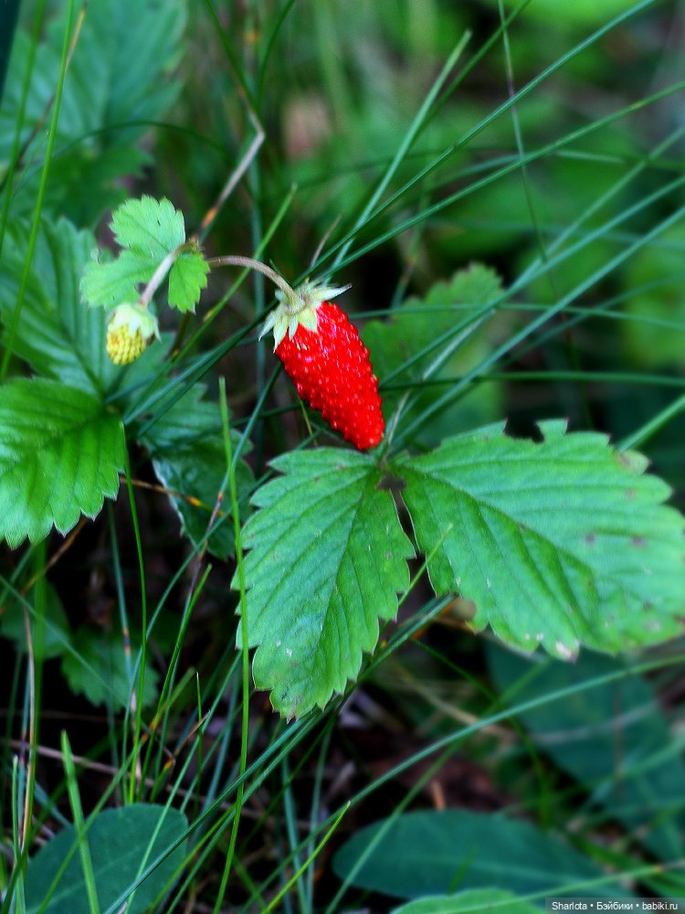 Вот и всё… — Куклы TriffonyArtWork (Татьяна Трифонова): российские BJD (БЖД)