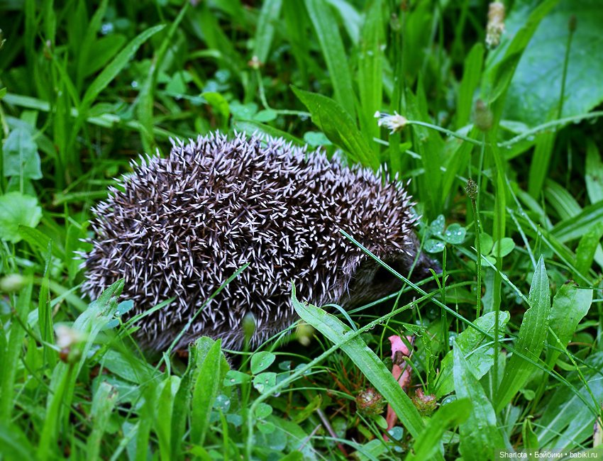 Вот и всё… — Куклы TriffonyArtWork (Татьяна Трифонова): российские BJD (БЖД)