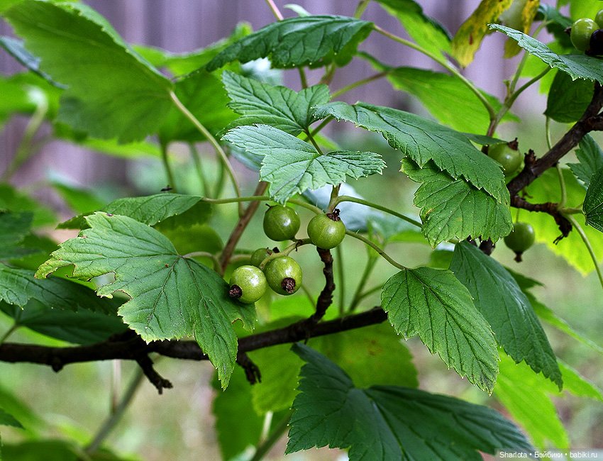 Вот и всё… — Куклы TriffonyArtWork (Татьяна Трифонова): российские BJD (БЖД)