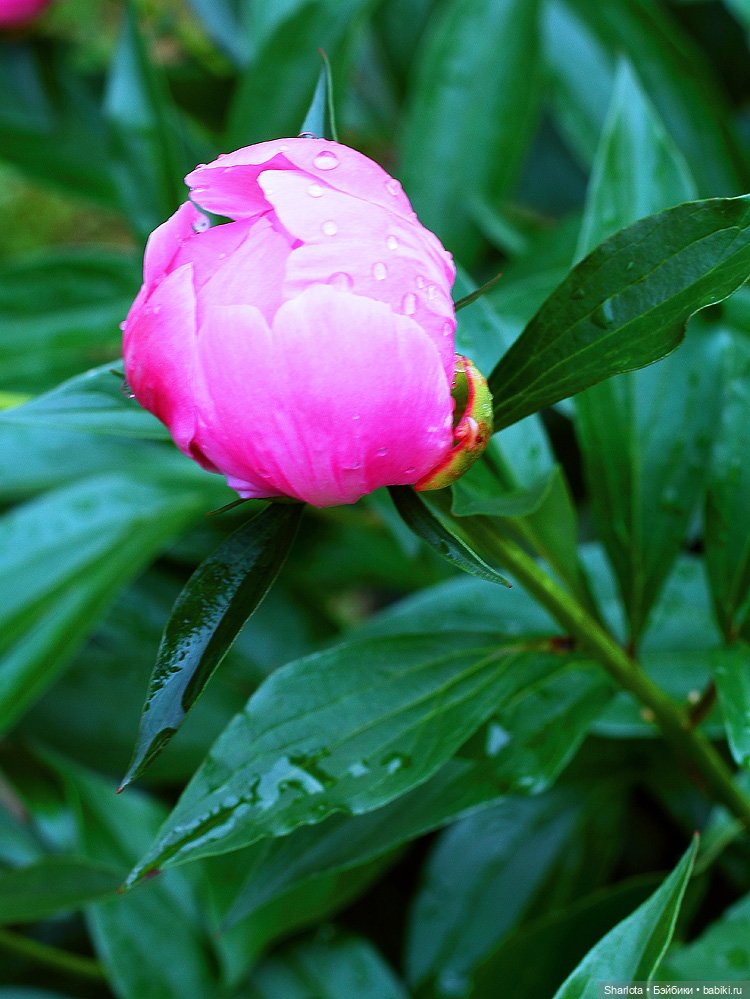 Вот и всё… — Куклы TriffonyArtWork (Татьяна Трифонова): российские BJD (БЖД)