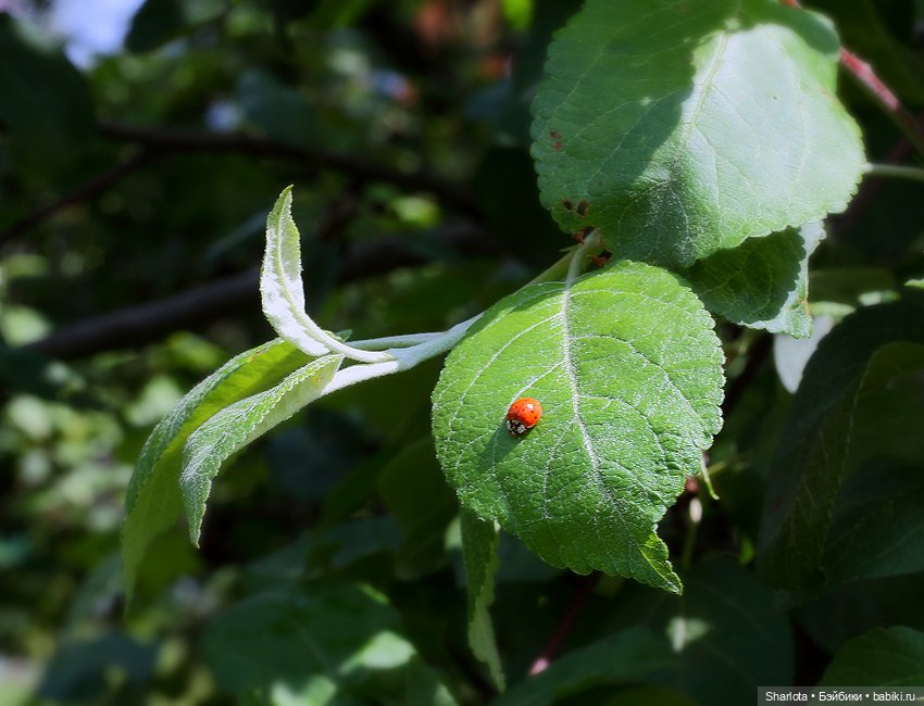 Вот и всё… — Куклы TriffonyArtWork (Татьяна Трифонова): российские BJD (БЖД)