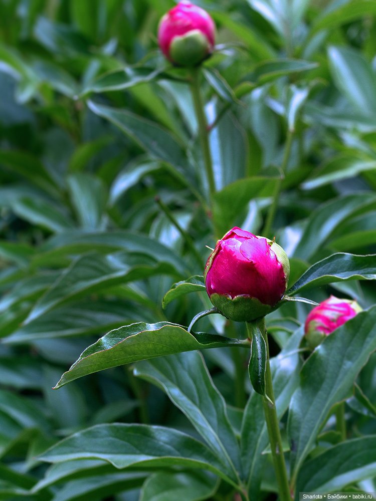 Вот и всё… — Куклы TriffonyArtWork (Татьяна Трифонова): российские BJD (БЖД)