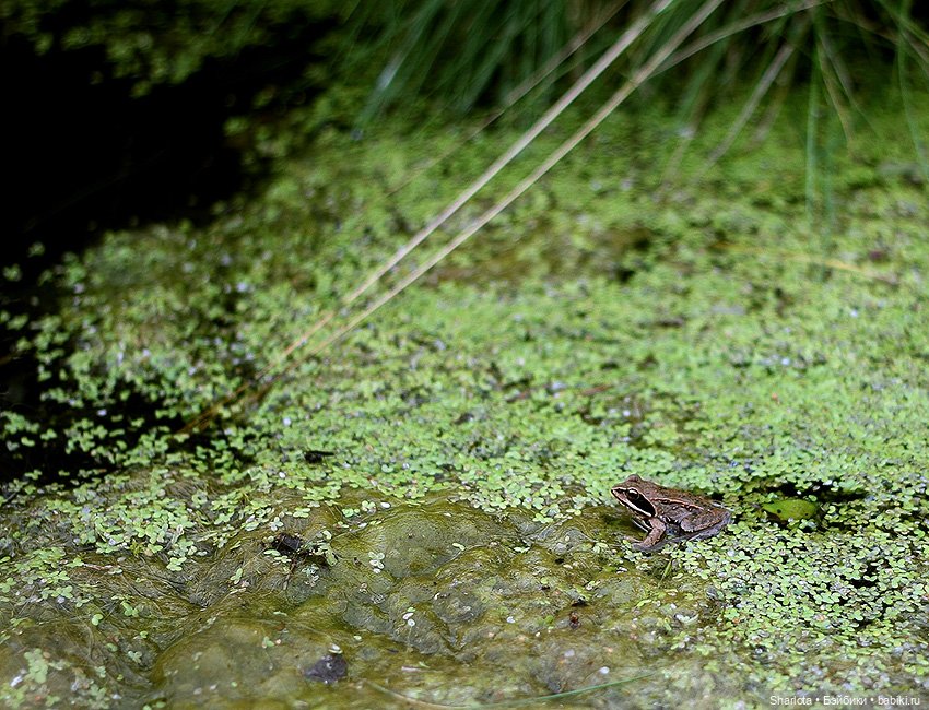 Вот и всё… — Куклы TriffonyArtWork (Татьяна Трифонова): российские BJD (БЖД)