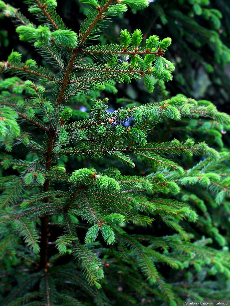 Вот и всё… — Куклы TriffonyArtWork (Татьяна Трифонова): российские BJD (БЖД)