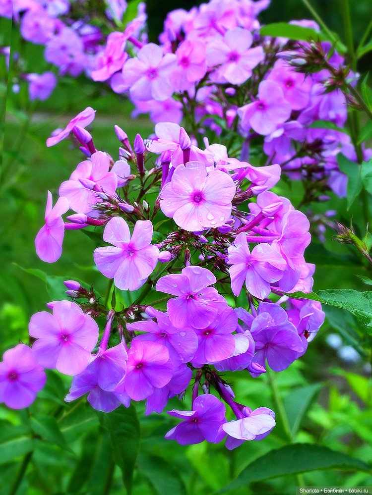 Вот и всё… — Куклы TriffonyArtWork (Татьяна Трифонова): российские BJD (БЖД)