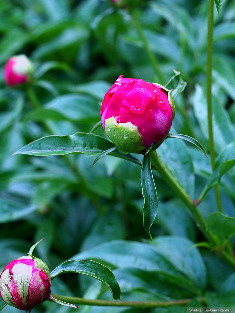 Вот и всё… — Куклы TriffonyArtWork (Татьяна Трифонова): российские BJD (БЖД)