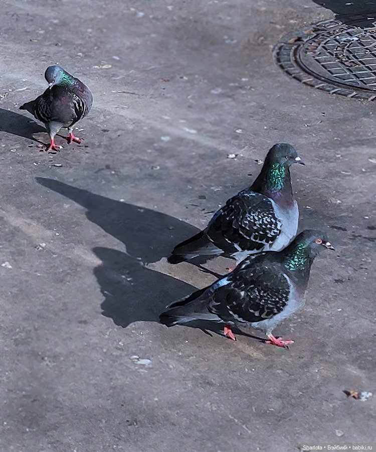 Весенний бал кукол 2026 моими глазами Финал