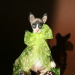 Сфинкс от Юлии Нечаевой. Авторская шарнирная кукла