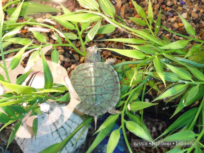 Новый наряд и новые друзья (фото 2)