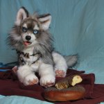 Большой хаски