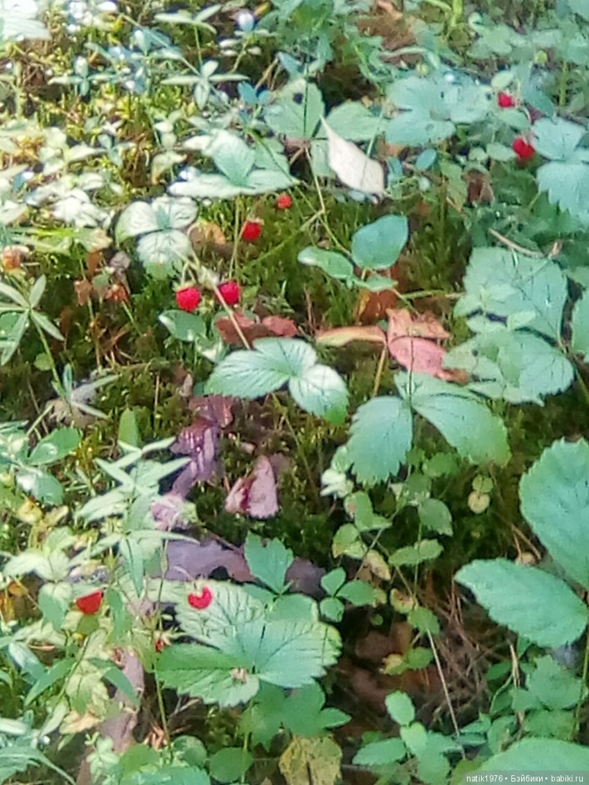 Брат - это здорово — Куклы Baboliy (Баболи (фото 8)