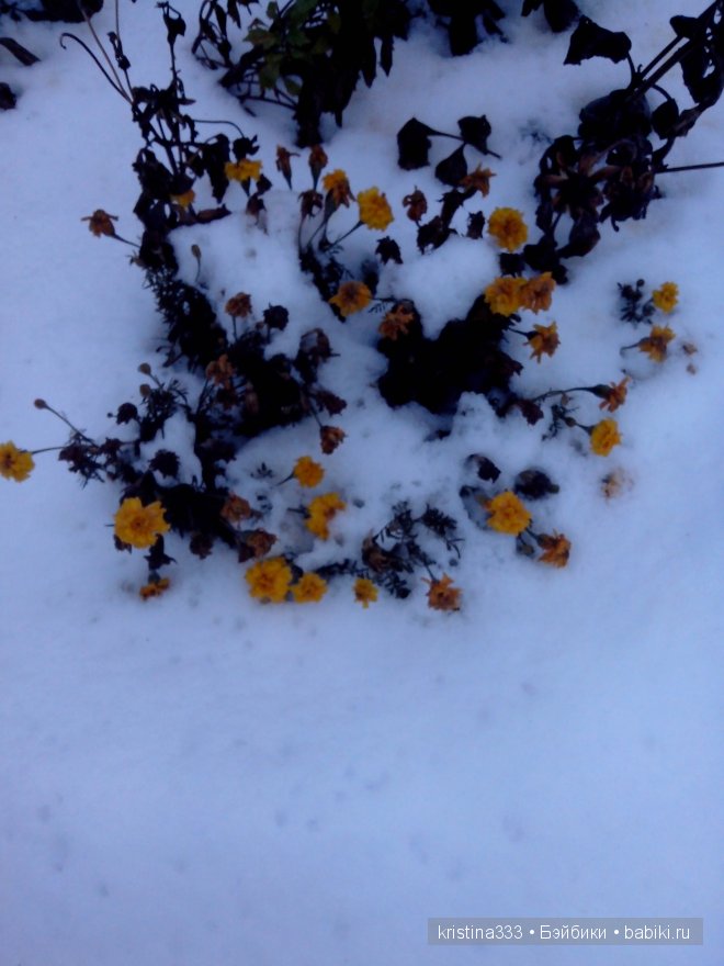 Вышли на прогулку, на снег посмотреть (фото 10)