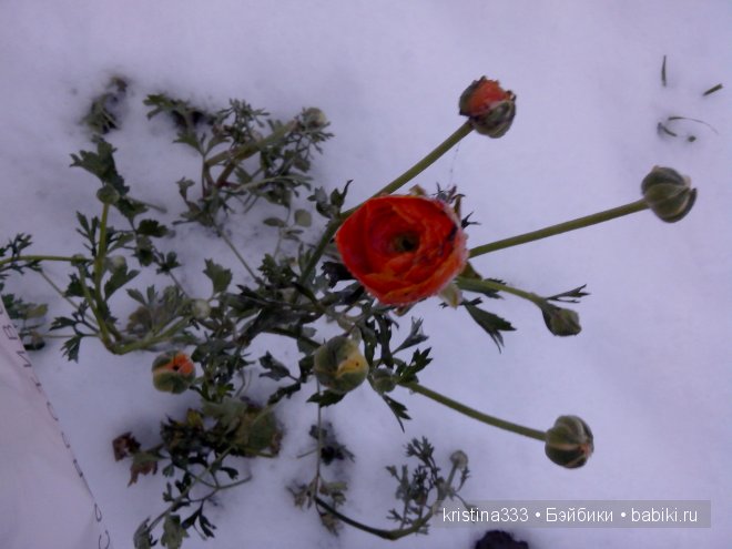 Вышли на прогулку, на снег посмотреть (фото 9)