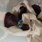 мои мишки тедди и друзья