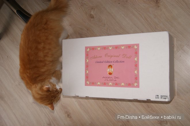 мой кот первый раз подошёл посмотреть кто там??